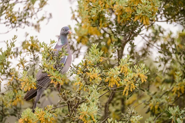 Columba palumbus - Orman güvercini Columbidae familyasından bir kuş türü..