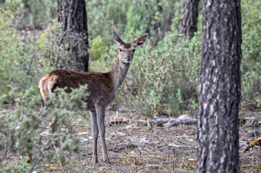 Cervus elaphus: Avrupa geyiği olarak da bilinir, kızıl geyik..