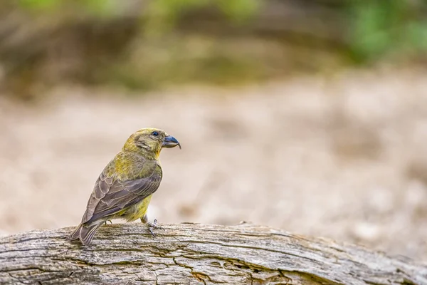Kreuzschnabel Oder Loxia Curvirostra Passantenvogel Aus Der Familie Der Finken — Stockfoto