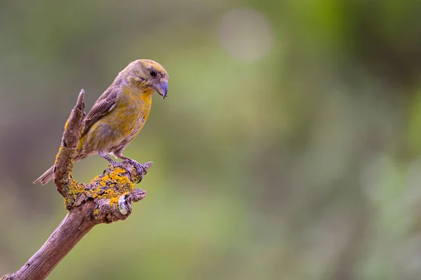 Par Crossbills Loxia Curvirostra Empoleirado Galho — Fotografia de Stock