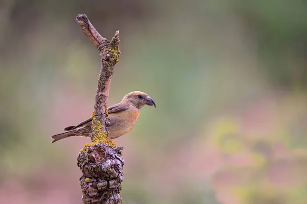 Bir Çift Crossbills Veya Loxia Curvirostra Bir Dal Üzerine Tünemiş — Stok fotoğraf