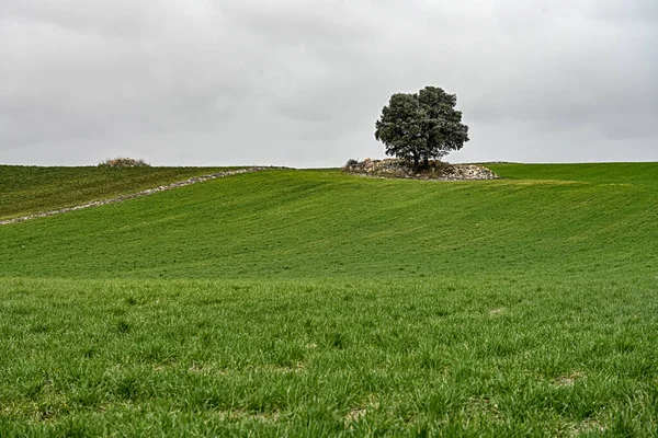 Πράσινα Χωράφια Σποράς Δημητριακών Γρανάδα — Φωτογραφία Αρχείου