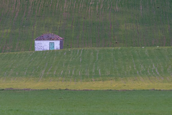 Grüne Felder Der Getreideaussaat Granada — Stockfoto