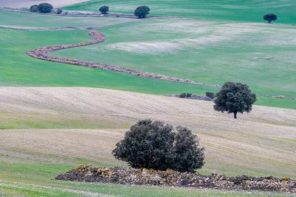 Grüne Felder Der Getreideaussaat Granada — Stockfoto