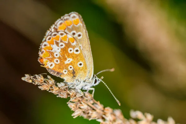 Aricia Cramera Murène Est Papillon Famille Des Lycaenidae — Photo