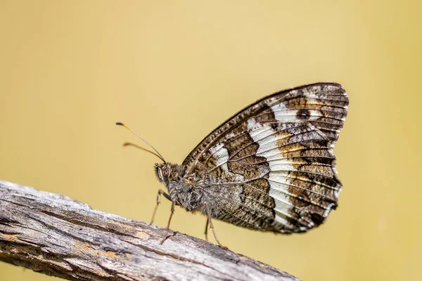 Brintesia Circe Rhyloceran Lepidoptera Nymphalidae Family — Stock Photo, Image