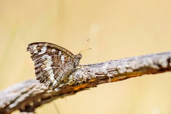 Brintesia Circe Rhyloceran Lepidoptera Nymphalidae Family — Stock Photo, Image