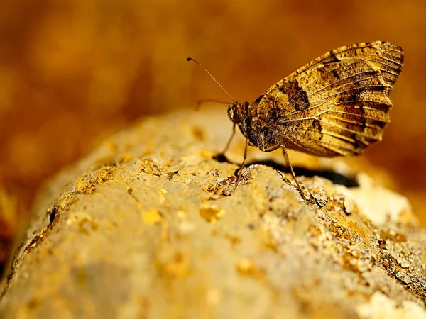 Brintesia Circe Rhyloceran Lepidoptera Nymphalidae Family — Stock Photo, Image