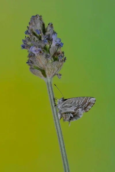 Cacyreus Marshalli Geranium Butterfly Species Lepidoptera Belonging Lycaenid Family — Stok Foto