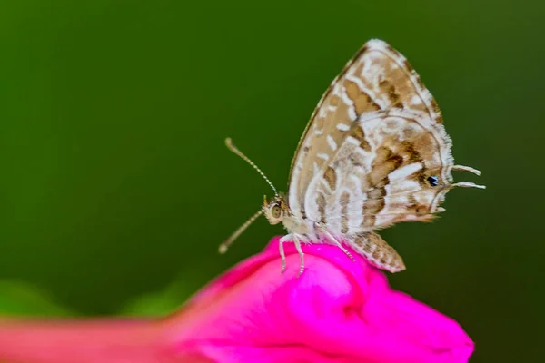 Cacyreus Marshalli Geranium Butterfly Species Lepidoptera Belonging Lycaenid Family — Stock Photo, Image