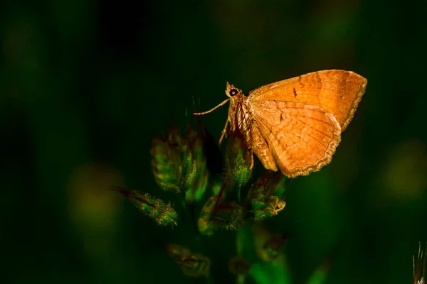 Kamptogram Çifteata Sarı Kabuk Geometridae Familyasından Renkli Bir Güvedir — Stok fotoğraf