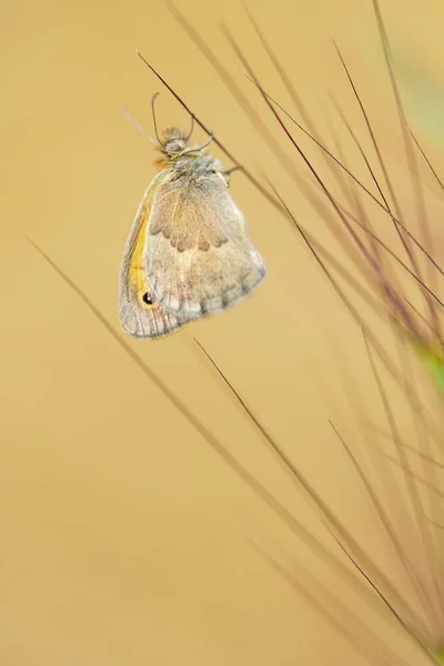 Coenonypha Pamphilus Linnaeus Nimfa Loquat Jest Motyl Rodziny Nymphalidae Podrodziny — Zdjęcie stockowe