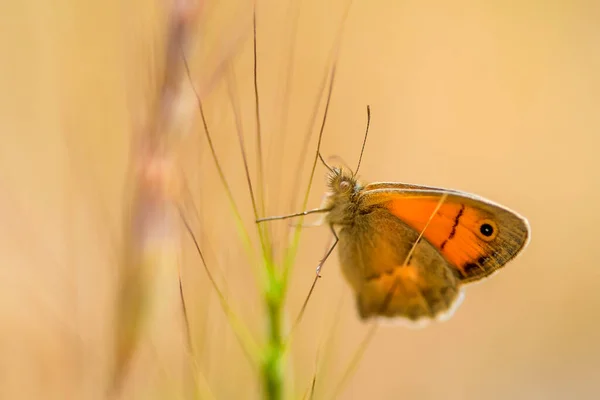 Coenonypha Pamphilus Linnaeus Nimfa Loquat Jest Motyl Rodziny Nymphalidae Podrodziny — Zdjęcie stockowe