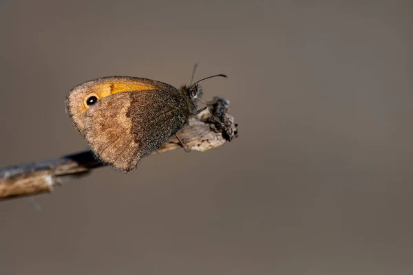 Coenonympha Pamphilus Linnaeus Nymph Loquat Est Papillon Famille Des Nymphalidae — Photo