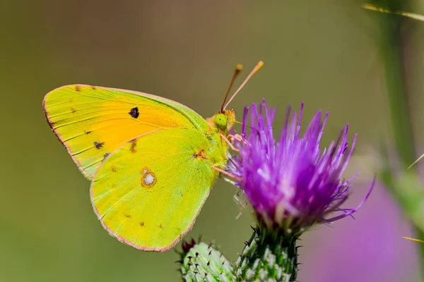 Papillon Jaune Colias Croceus Nourrissant Nectar Fleurs Sur Fond Clair — Photo