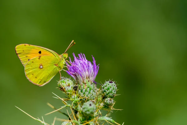 Papillon Jaune Colias Croceus Nourrissant Nectar Fleurs Sur Fond Clair — Photo