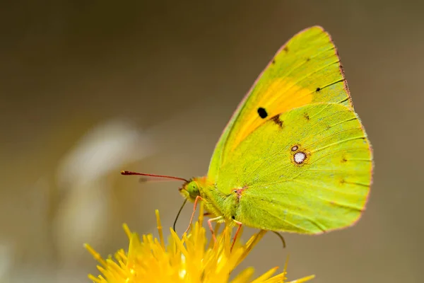Yellow Butterfly Colias Croceus Feeding Flower Nectar Light Background — Photo