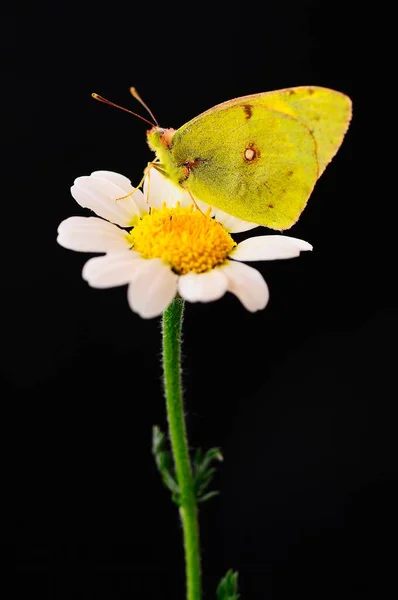 Papillon Jaune Colias Croceus Nourrissant Nectar Fleur Sur Fond Sombre — Photo