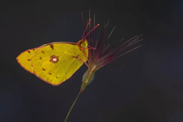 Mariposa Amarilla Colias Croceus Alimentándose Néctar Flor Sobre Fondo Oscuro —  Fotos de Stock