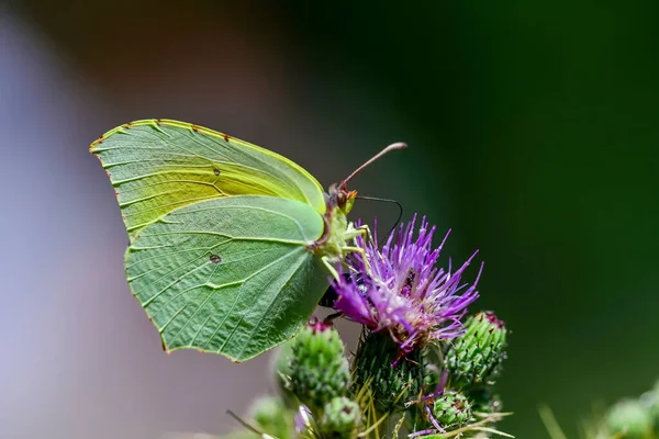 Gonepteryx Cleopatra Cleopatra Species Lepidoptera Pieridae Family — Stock Photo, Image