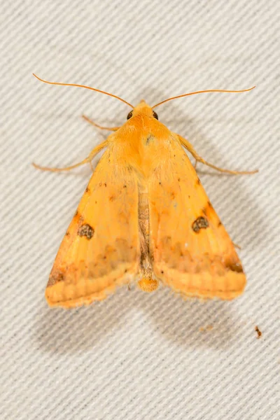 Heliothis Peltigera Солома Межею Вид Метеликів Родини Noctuidae — стокове фото