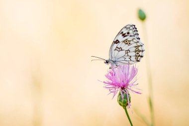 Melanargia lachesis, Nymphalidae familyasından bir Lepidoptera ditrisio türüdür..