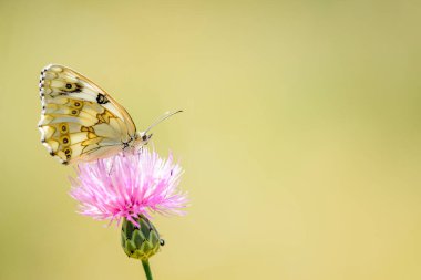 Melanargia lachesis, Nymphalidae familyasından bir Lepidoptera ditrisio türüdür..