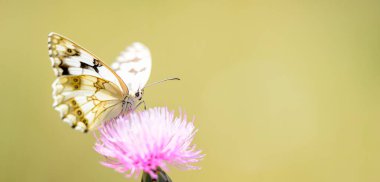 Melanargia lachesis, Nymphalidae familyasından bir Lepidoptera ditrisio türüdür..
