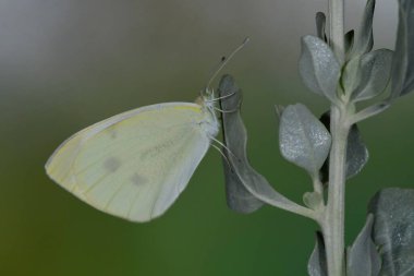Pieris rapae, Pieridae familyasından bir lepidopteran türü..