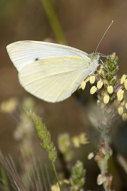 Pieris rapae, Pieridae familyasından bir lepidopteran türü..