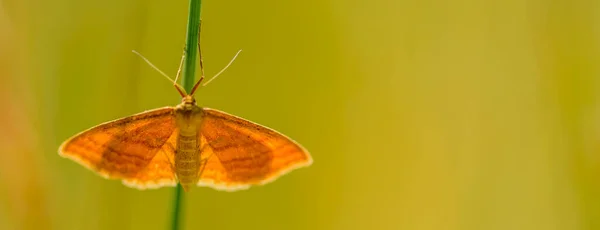 Idaea Ochrata Shining Wave Moth Family Geometridae — стоковое фото