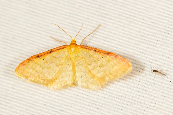 Idaea Lutulentaria Una Polilla Familia Geometridae — Foto de Stock