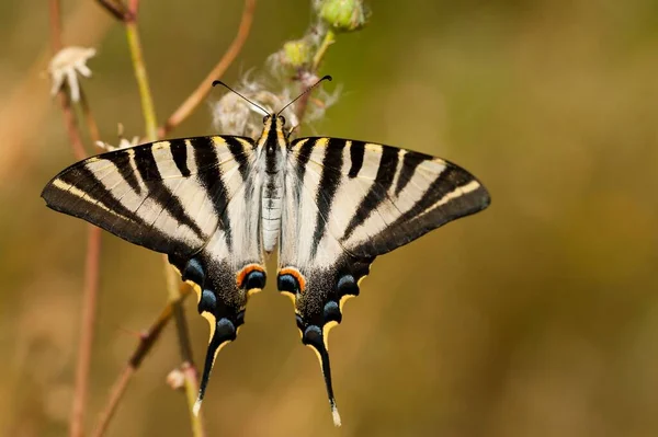 Iphiclides Feisthamelii Milksucker Species Lepidoptera Ditrisio Family Papilionidae — Stock Photo, Image