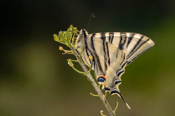 Iphiclides Feisthamelii Молокосос Вид Lepidoptera Ditrisio Семейства Papilionidae — стоковое фото