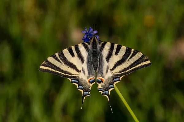 Iphiclides Feisthamelii Milksucker Species Lepidoptera Ditrisio Family Papilionidae — Stock Photo, Image