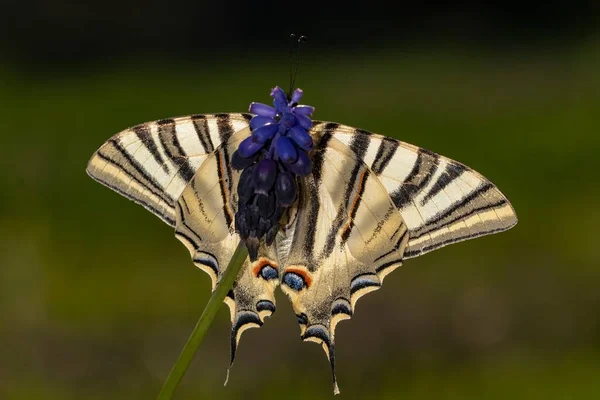 Iphiclides Feisthamelii Milksucker Species Lepidoptera Ditrisio Family Papilionidae — Stock Photo, Image