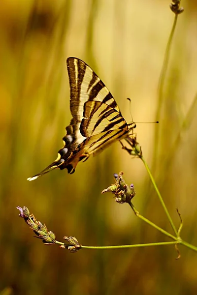 Iphiclides Feisthamelii Milksucker Species Lepidoptera Ditrisio Family Papilionidae — Stock Photo, Image