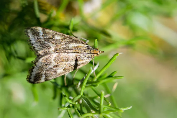 Loxostege Sticticalis Species Moth Crambidae Family — 图库照片