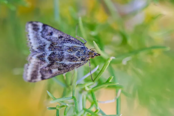 Loxostege Sticticalis Species Moth Crambidae Family — Stockfoto