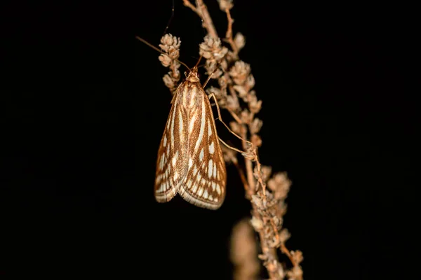 Loxostege Tesselalis 비아이 속하는 나방의 일종이다 — 스톡 사진