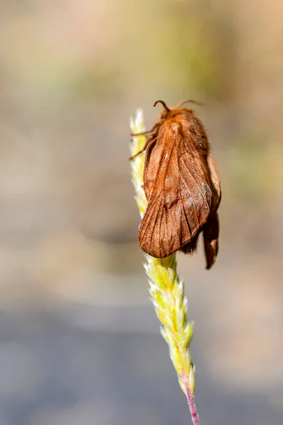 Malacosoma Genus Moths Family Lasiocampidae — Photo