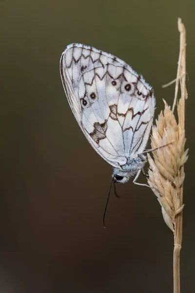 Melanargia Lacheza Lub Iberyjskie Medioluto Jest Gatunkiem Lepidoptera Ditrisio Rodziny — Zdjęcie stockowe