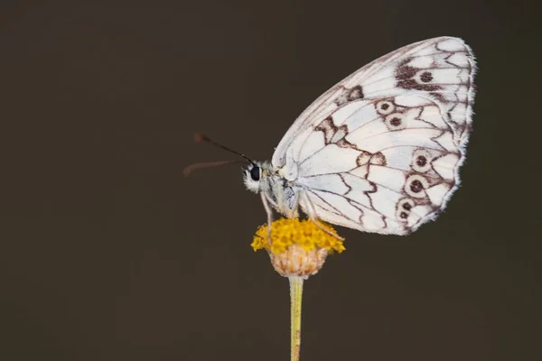 Melanargia Lachesis Iberian Medioluto Species Lepidoptera Ditrisio Family Nymphalidae — Stockfoto