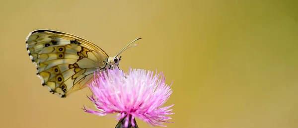 Melanargia Lachesis Uma Espécie Lepidoptera Ditrisio Família Nymphalidae — Fotografia de Stock