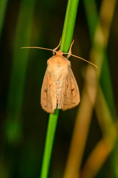 Mythimna Vitellina Noctuidae 나방이다 — 스톡 사진