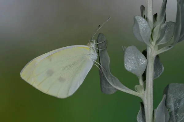 Pieris Rapae Oder Kohlweißling Ist Eine Lepidopterenart Aus Der Familie — Stockfoto
