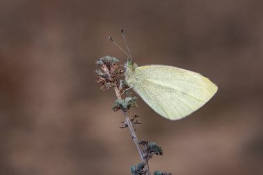 Pieris rapae, Pieridae familyasından bir lepidopteran türü..