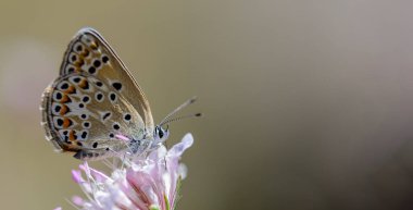 Polyommatus escheri, Eschers blue, Lycaenidae familyasından bir kelebek türü..