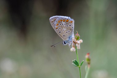 Polyommatus icarus, Lycaenidae familyasından bir kelebek türü..