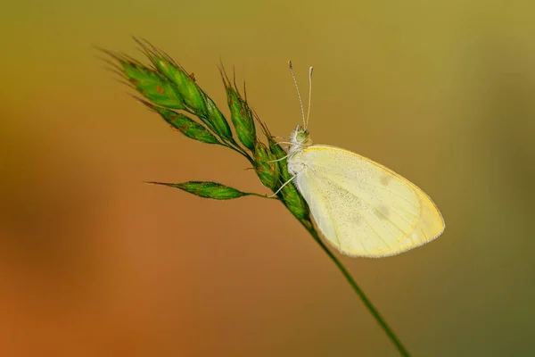 Pieris Rapae Cabbage White Species Lepidopteran Insect Pieridae Family — Stock Photo, Image